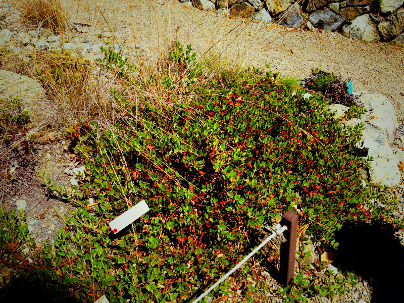 Photo shows a manzanita.
