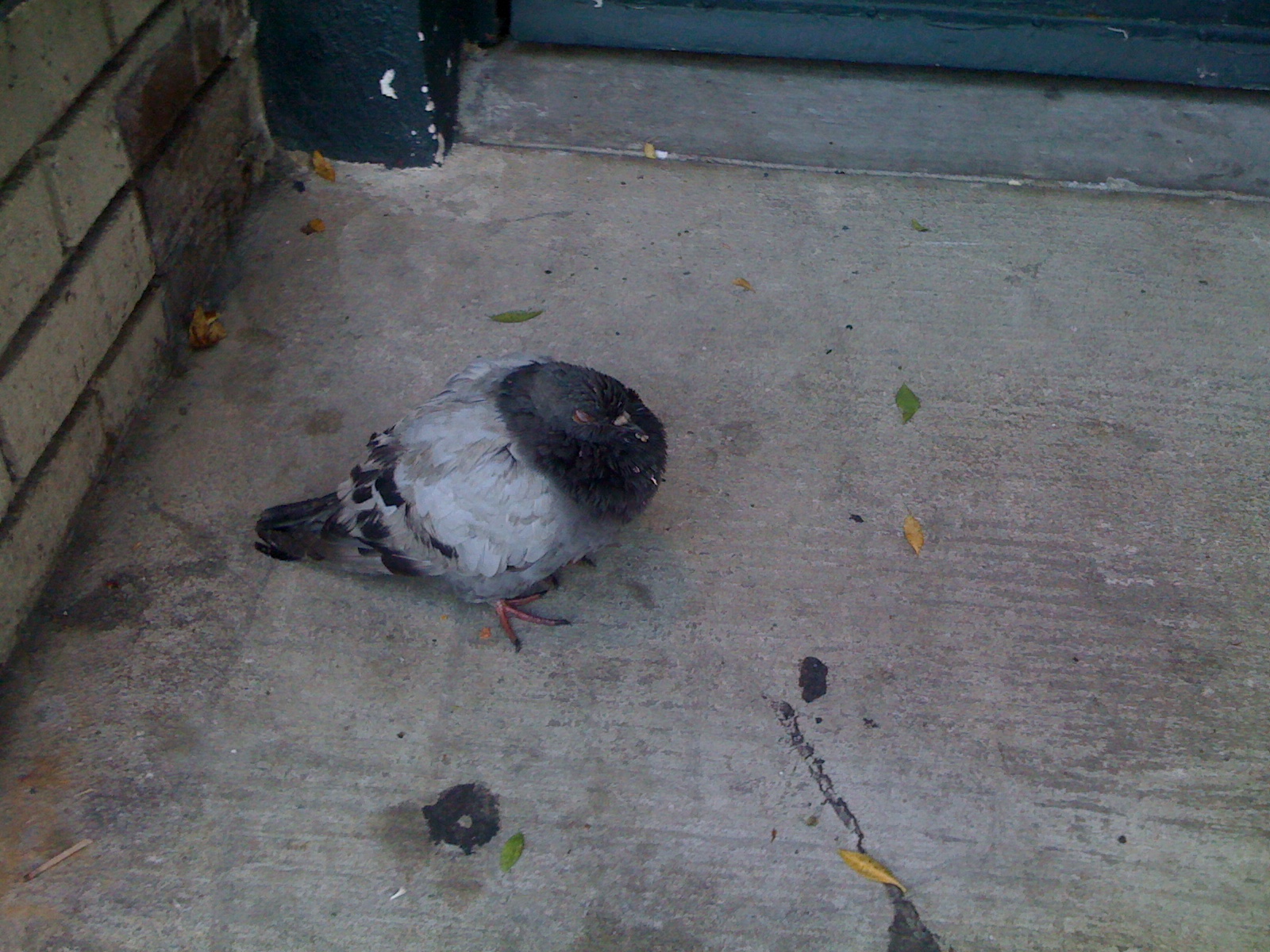 photo of a pigeon