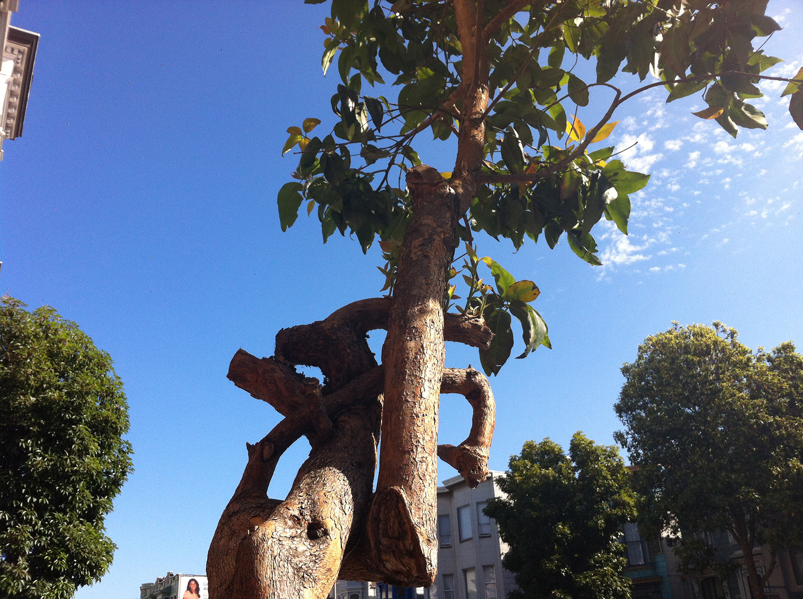 Photo shows a twisted tree.