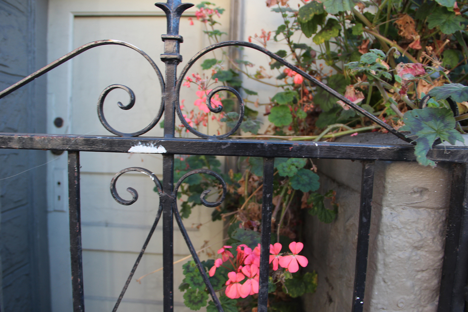 Pink flowers hide behind an iron gate.