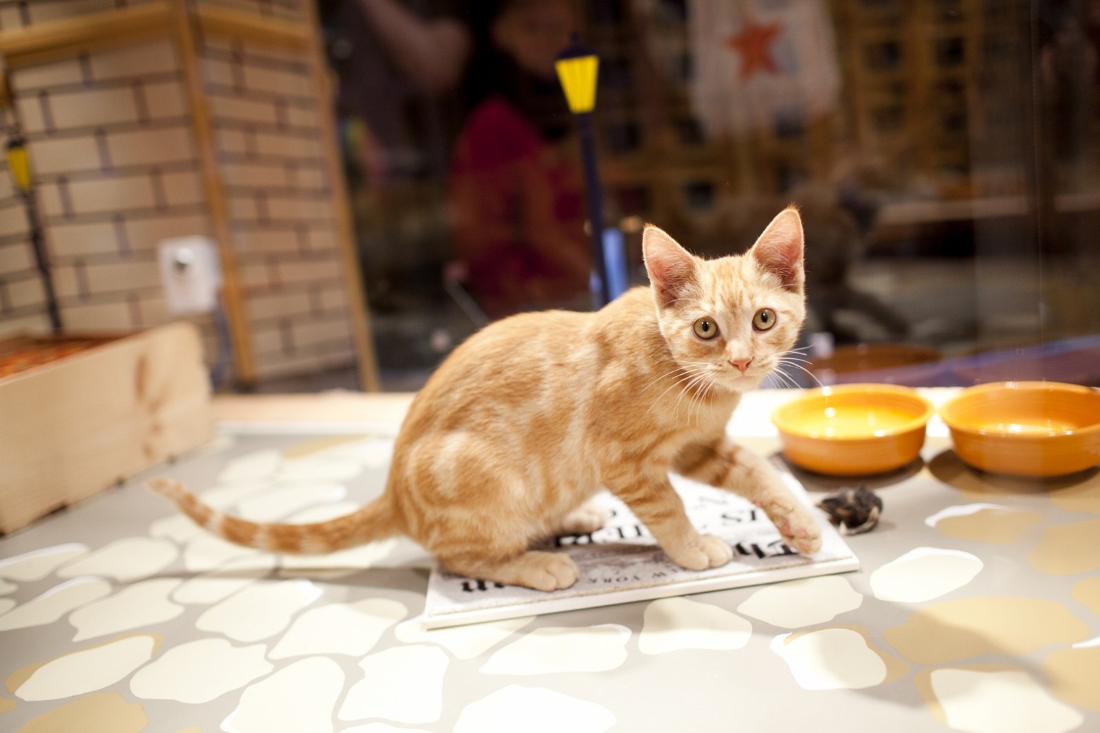 a kitten in a window