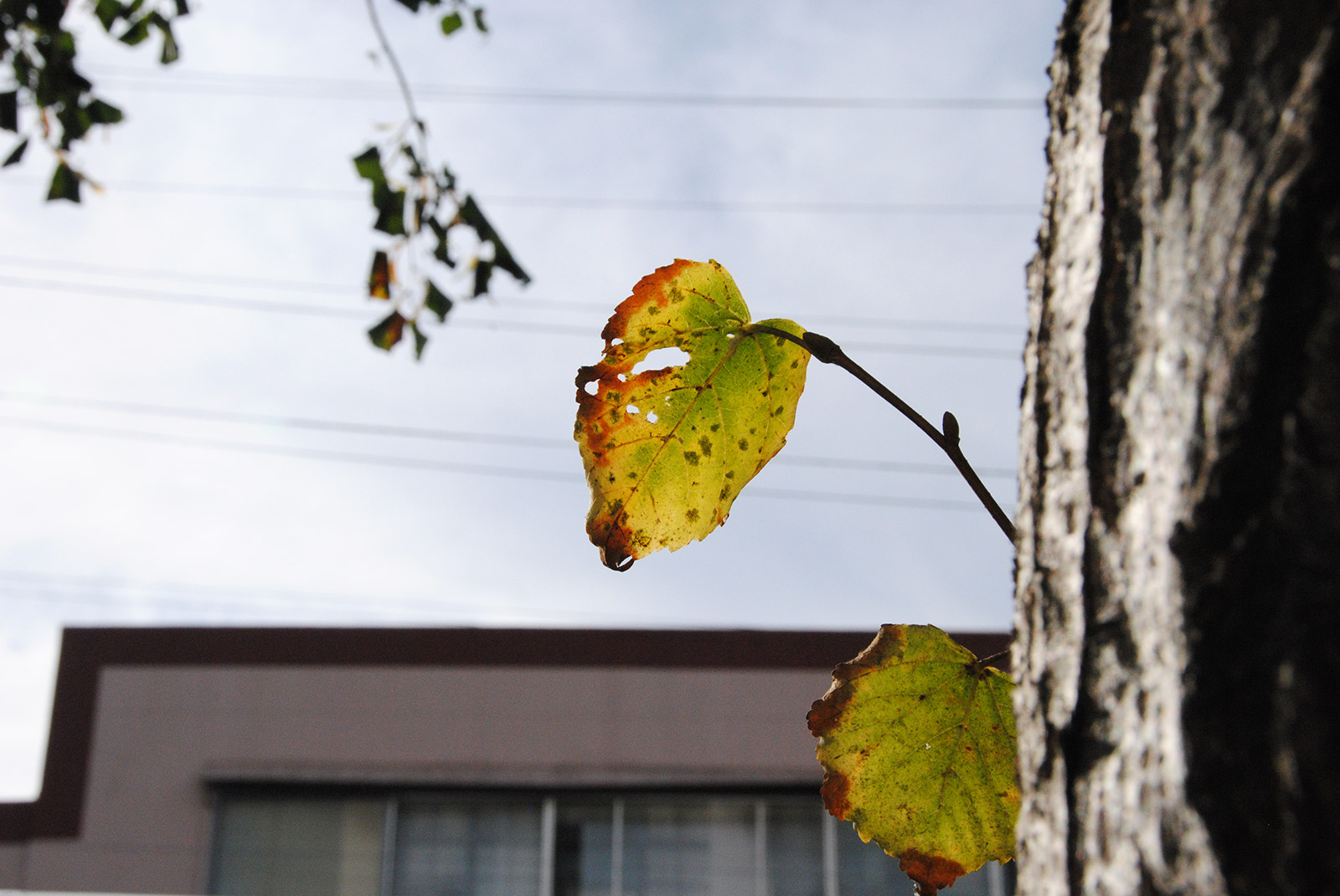 Image shows an autumn leaf