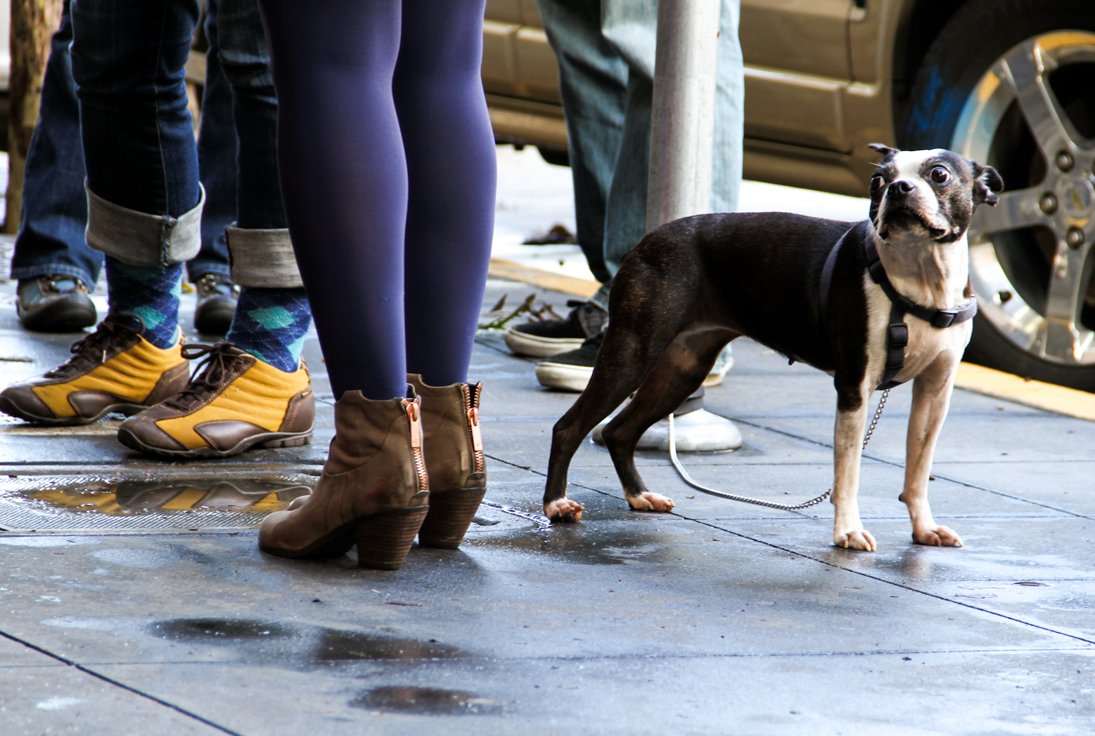 A French Bulldog mix waits outside.