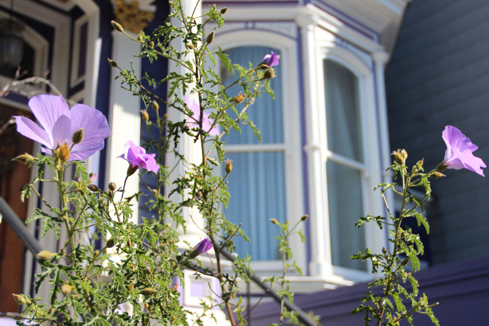 A purple house with only purple flowers on Valencia Street.