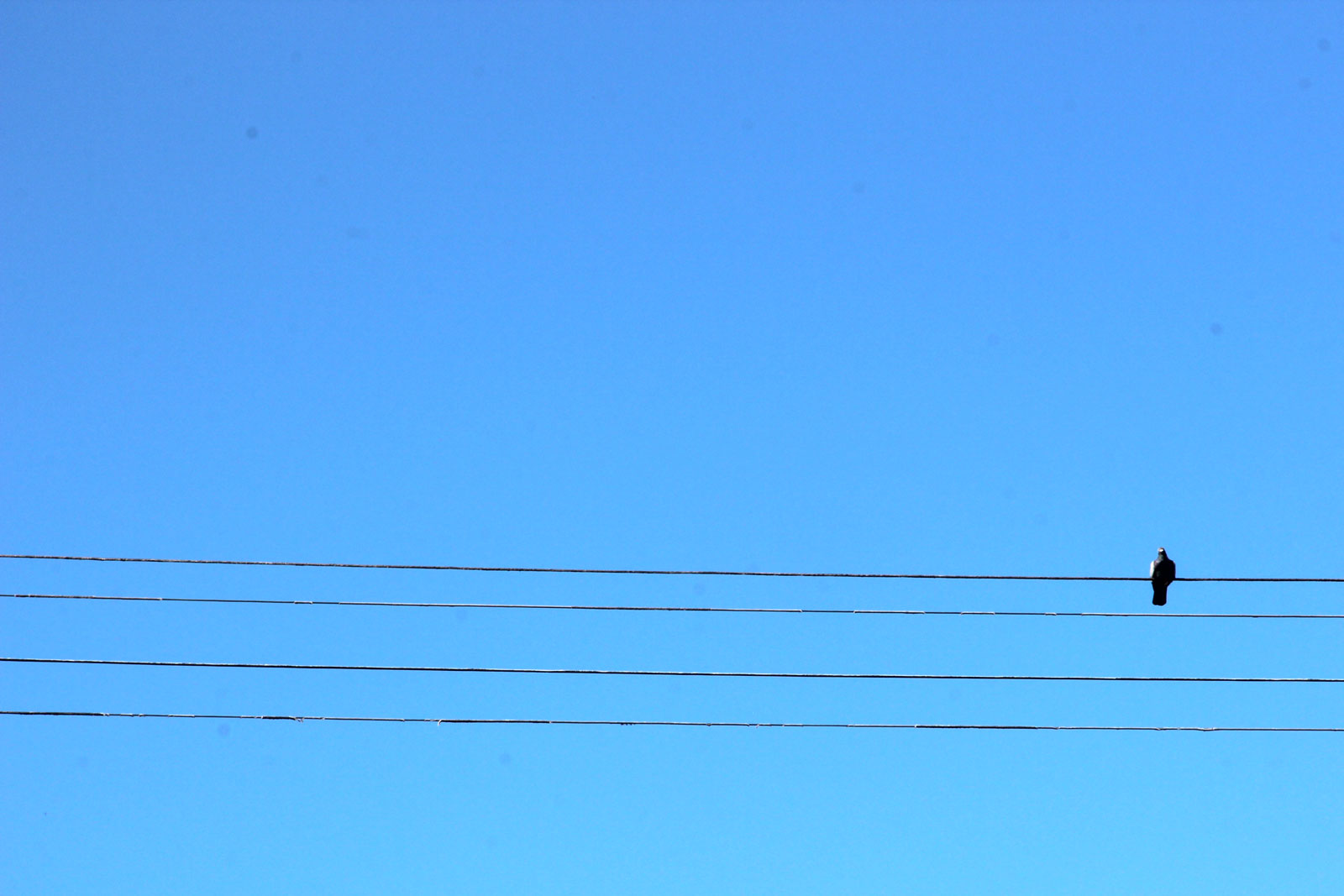One bird sitting on a telephone wire.