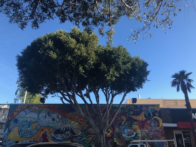 One of the ficus trees on 24th Street