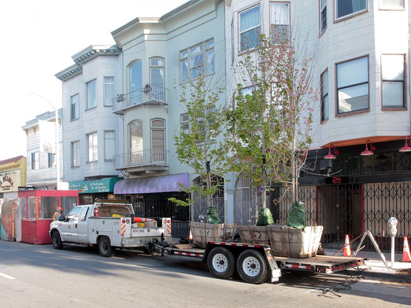 trees on 24th Street