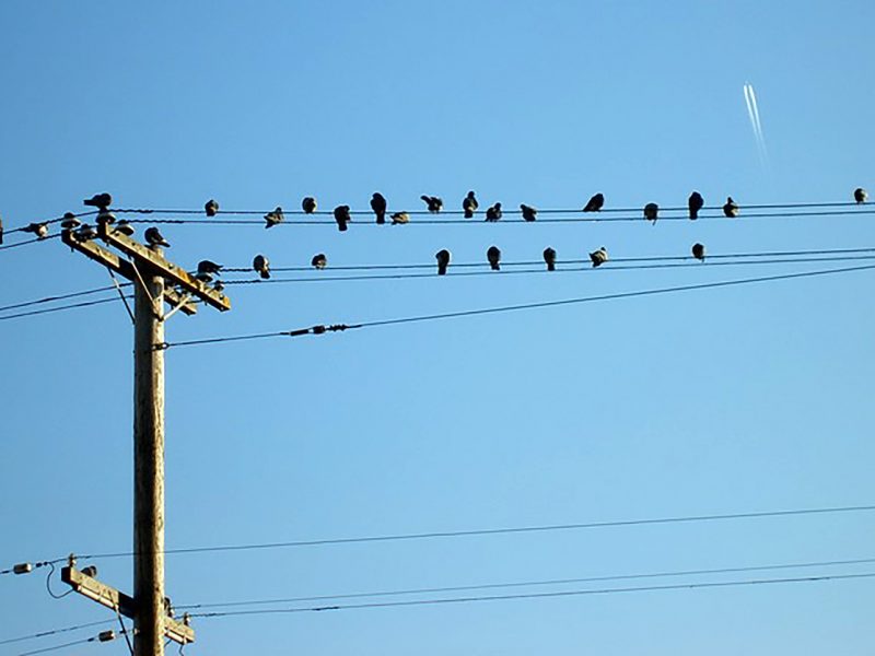 Birds perched on 22nd street