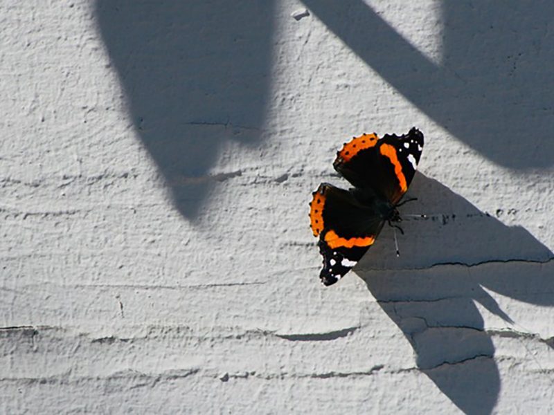 Red Admiral, butterfly