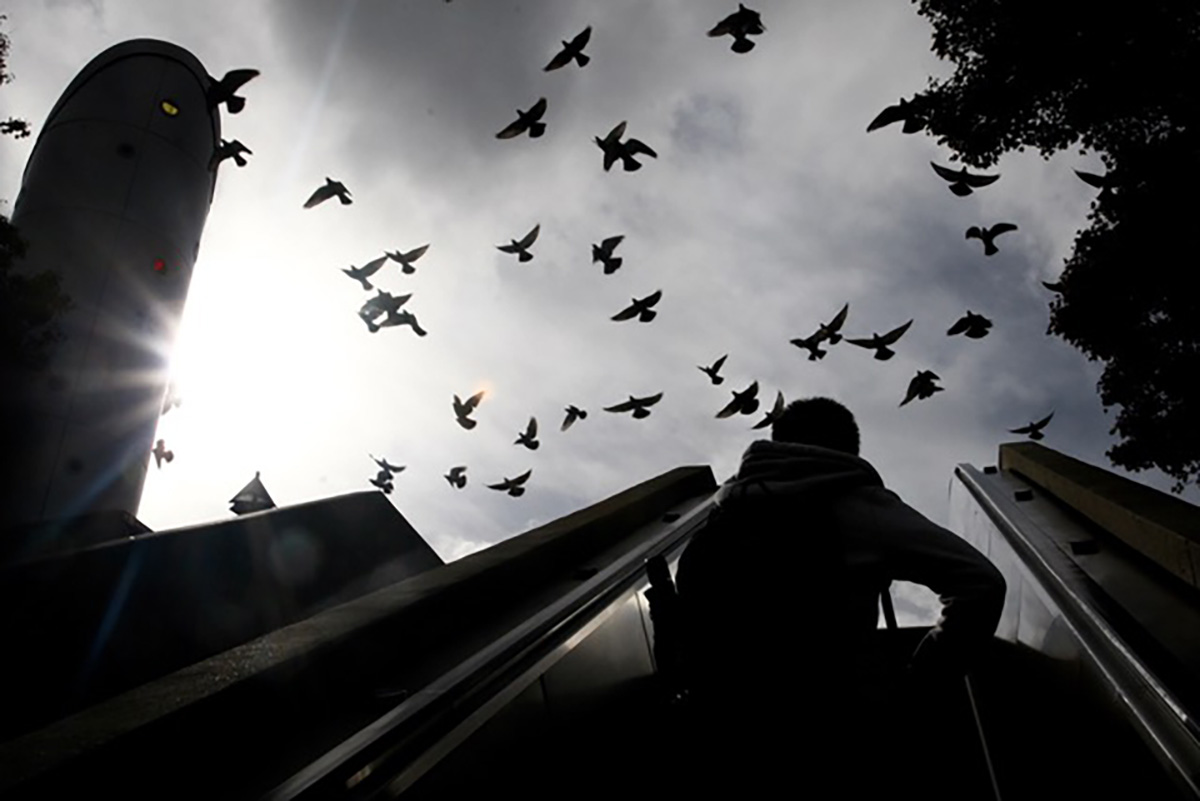 Birds and BART