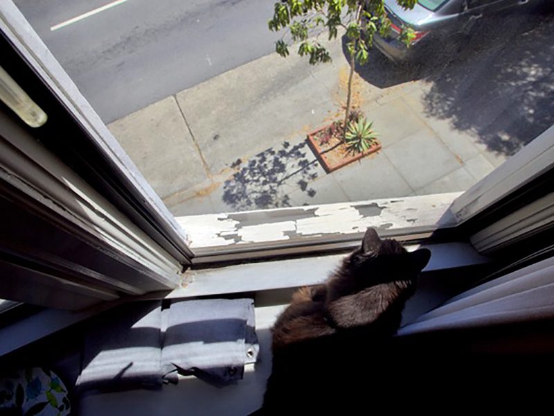 Cat in a window