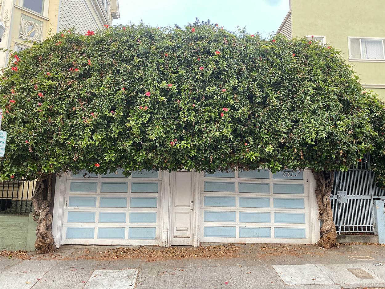 Beautiful flowers on garage on Capp street