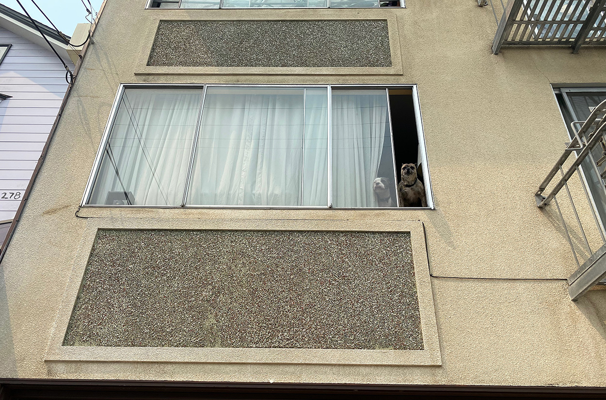 Two dogs in the window, Lexington Street. August, 20, 2021