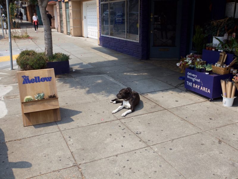 Dog in front of Mellow