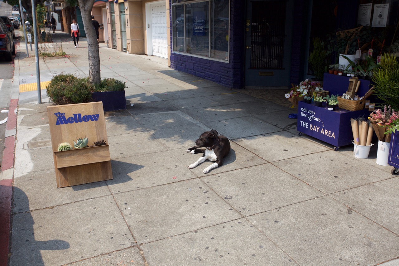 Dog in front of Mellow