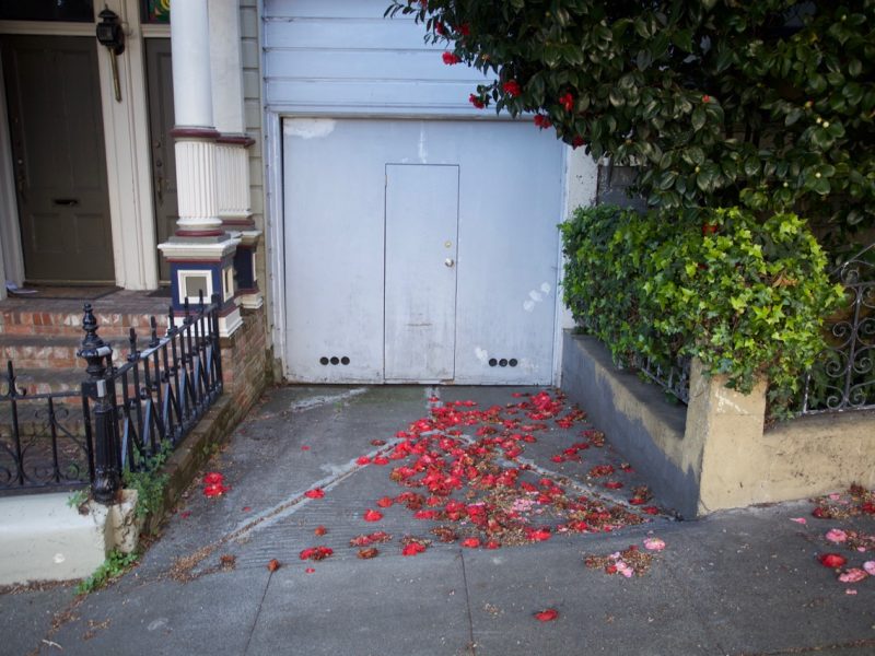 Rose petals in a driveway