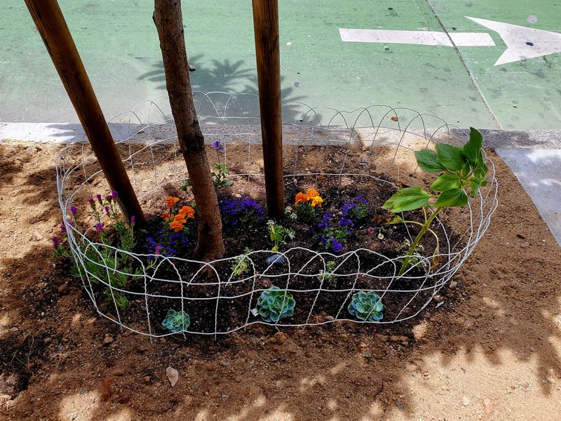 Small, newly planted garden