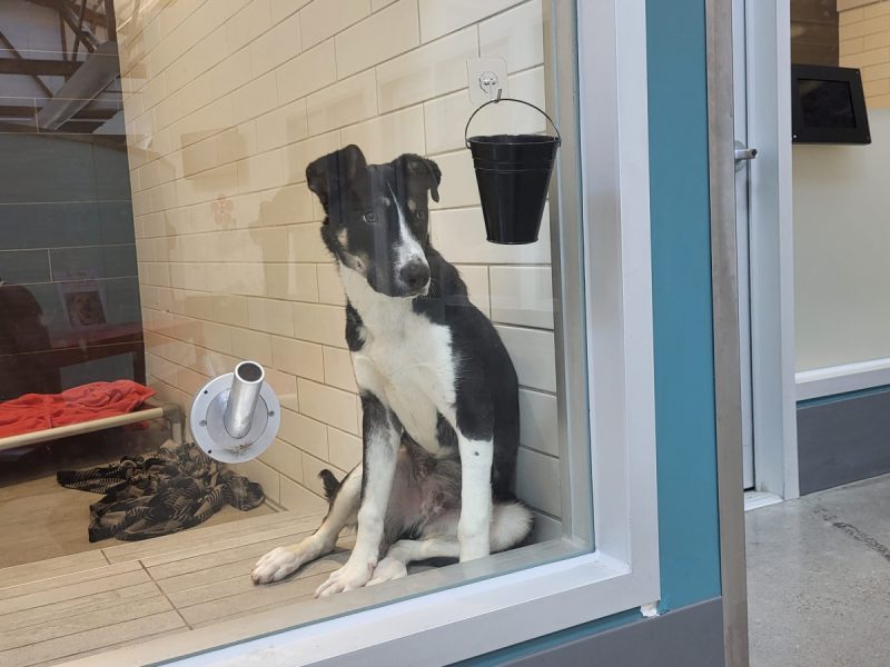 dog sits inside one of the rooms in SPCA animal center