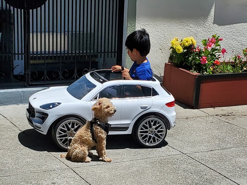 Young boy in a toy car with a labradoodle sitting next to him.