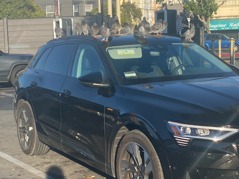 At least a dozen pigeons sit on top of a black audi van.