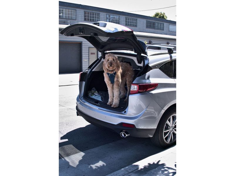 A dog in the trunk of a car.