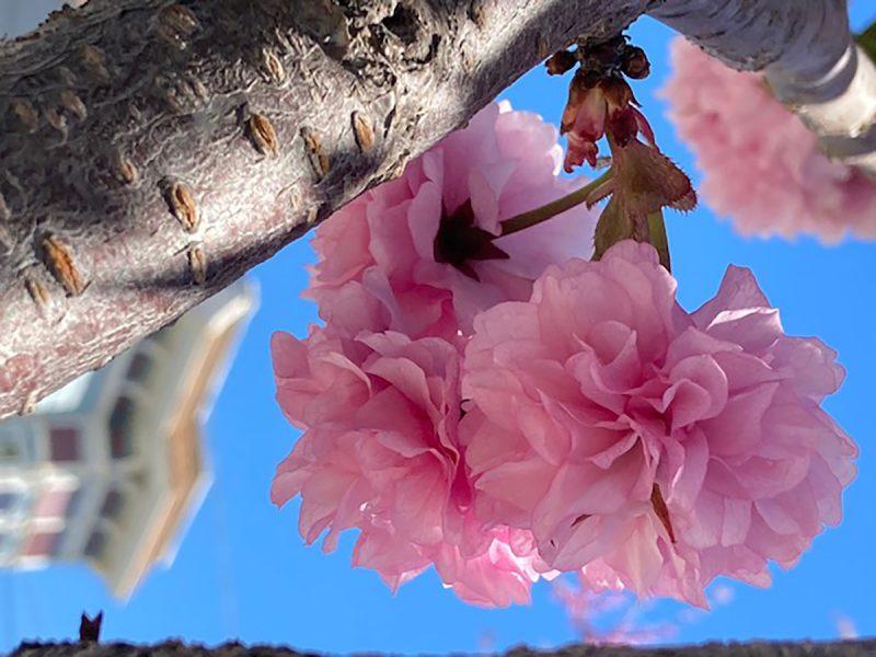 A pink cherry blossom