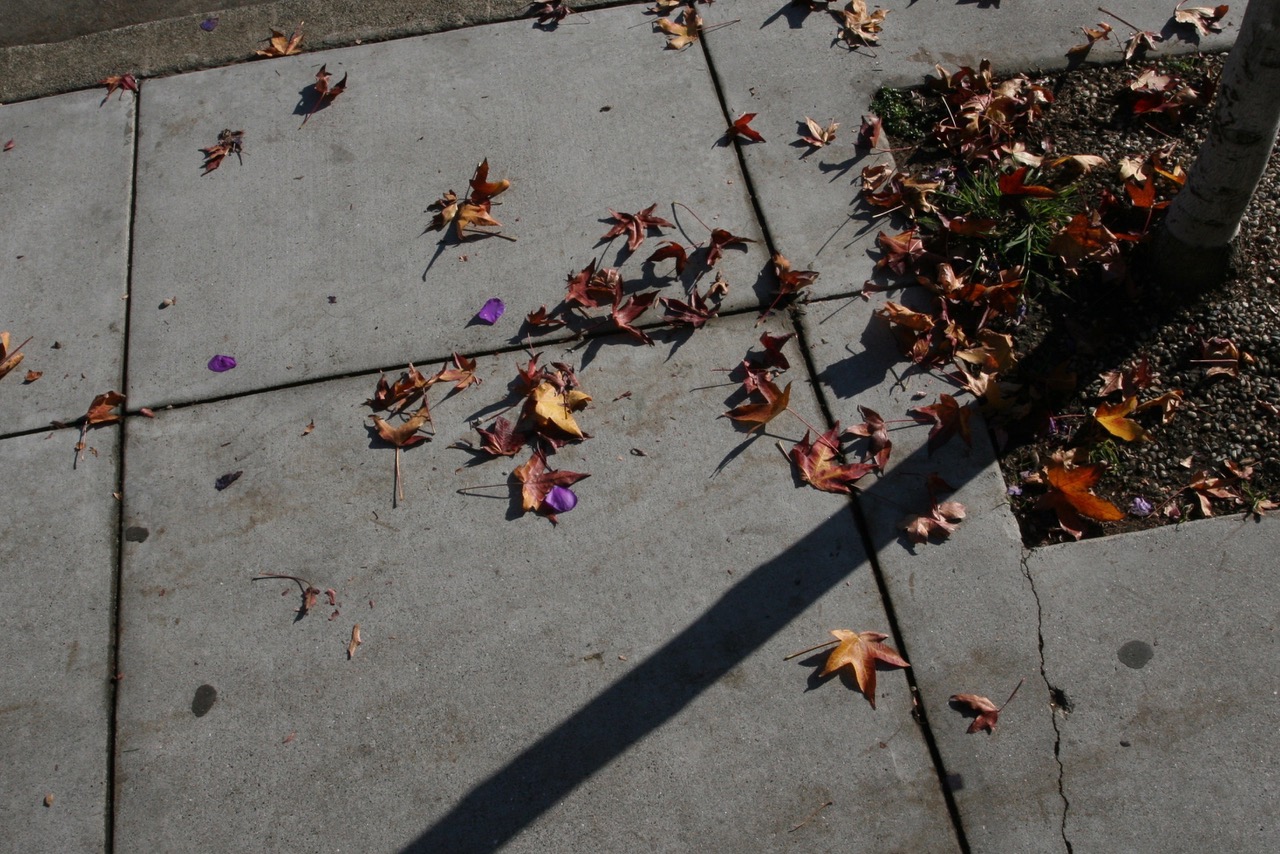 Dry leaves on the sidewalk near a planted tree.