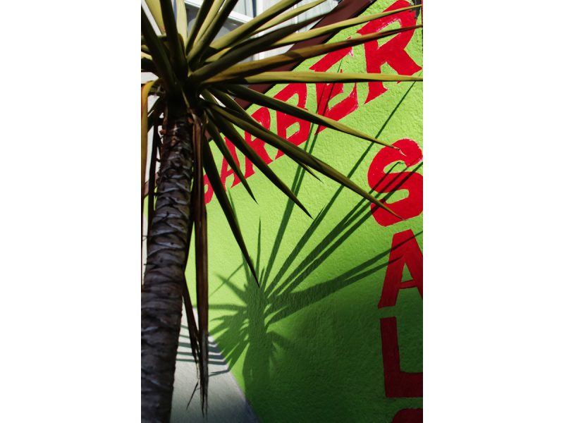 A palm tree silhouetted against a green building.