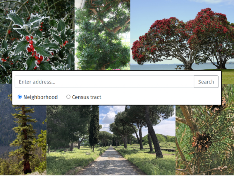 Christmas tree search bar