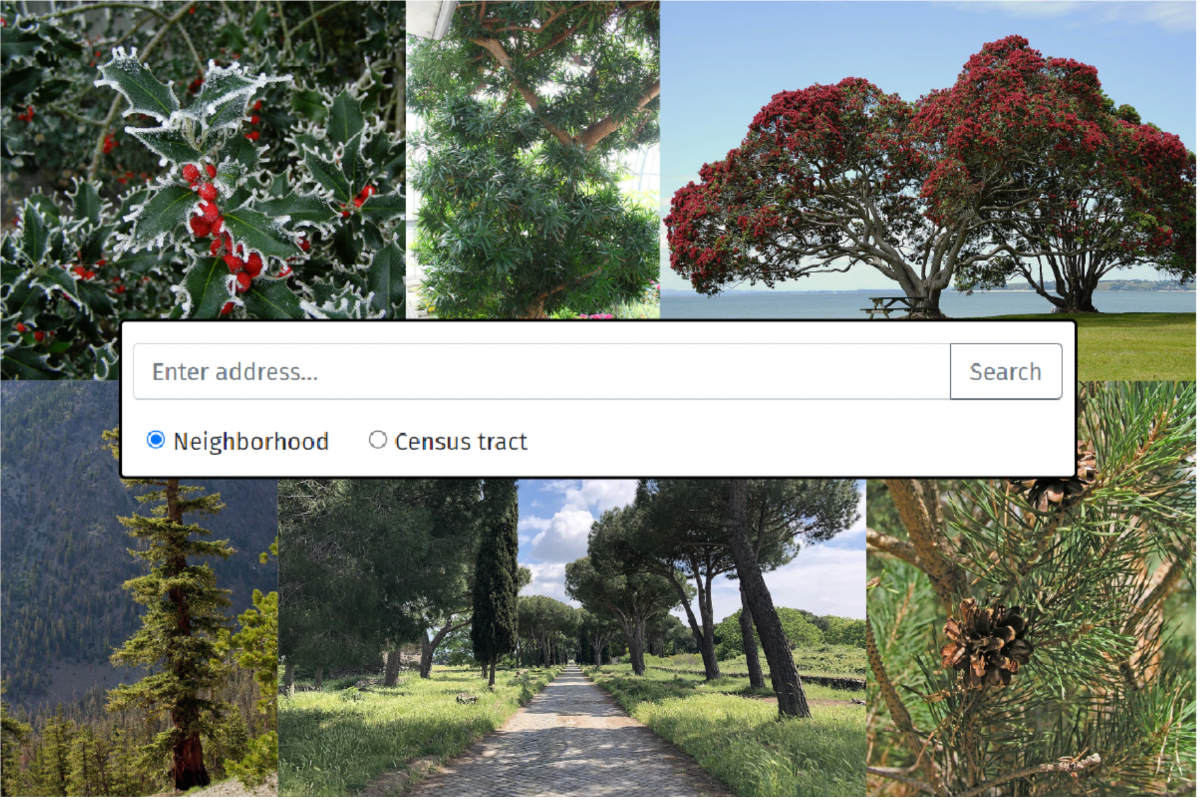 Christmas tree search bar