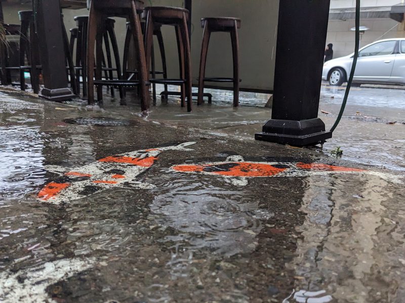 Painted koi fish on the street, underwater because of flooding.
