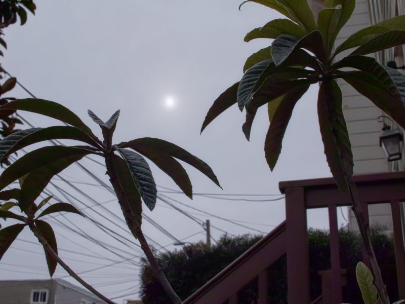 Palm trees and in the background, the sun trying to shine through clouds.