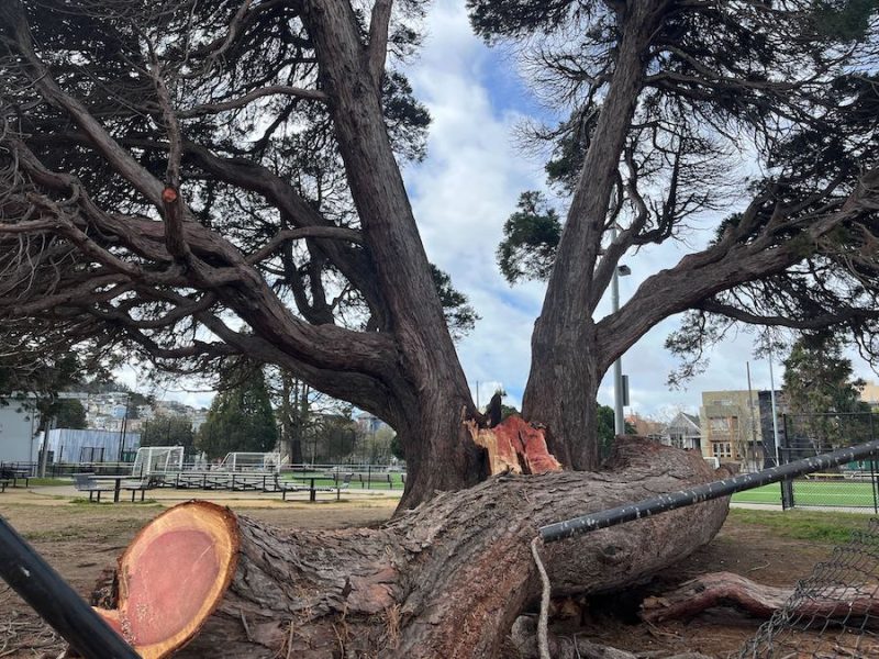 Large tree in park fallen branch