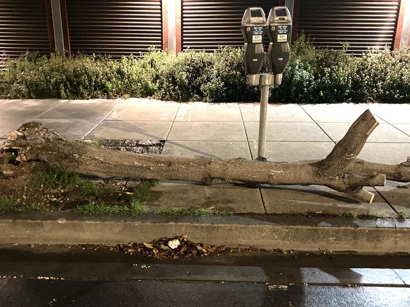 A bare tree trunk down. Parking meters in front of the tree.