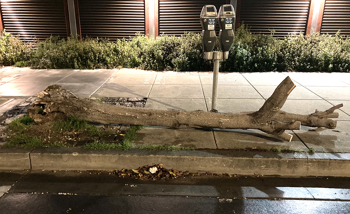 A bare tree trunk down. Parking meters in front of the tree.