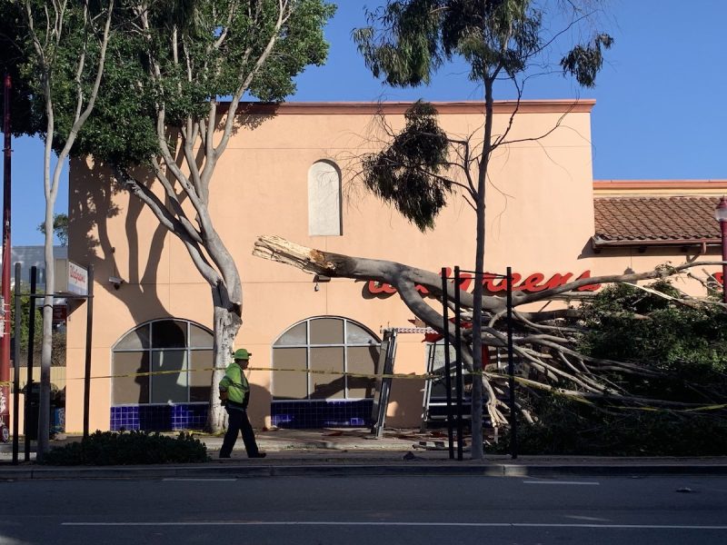Outside of a Walgreens, half of a tree is on the road, crashing a bus stop right underneath.