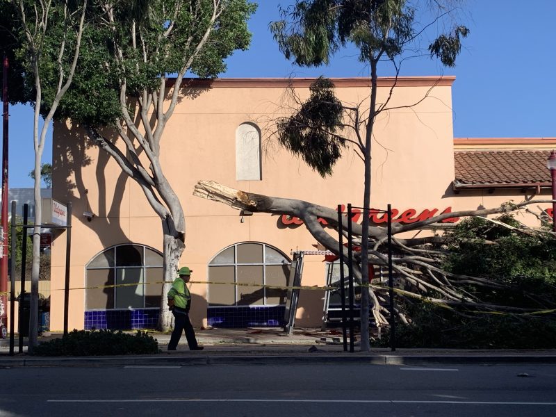 Outside of a Walgreens, half of a tree is on the road, crashing a bus stop right underneath.