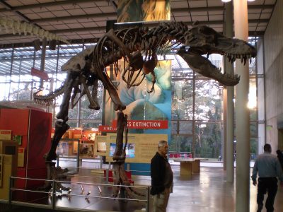 A dinosaur skeleton in the Cal Academy of Sciences