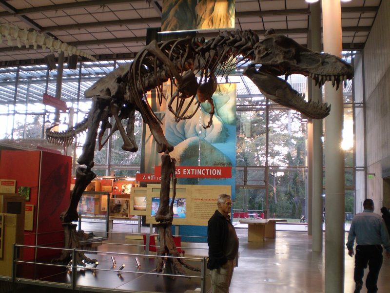 A dinosaur skeleton in the Cal Academy of Sciences