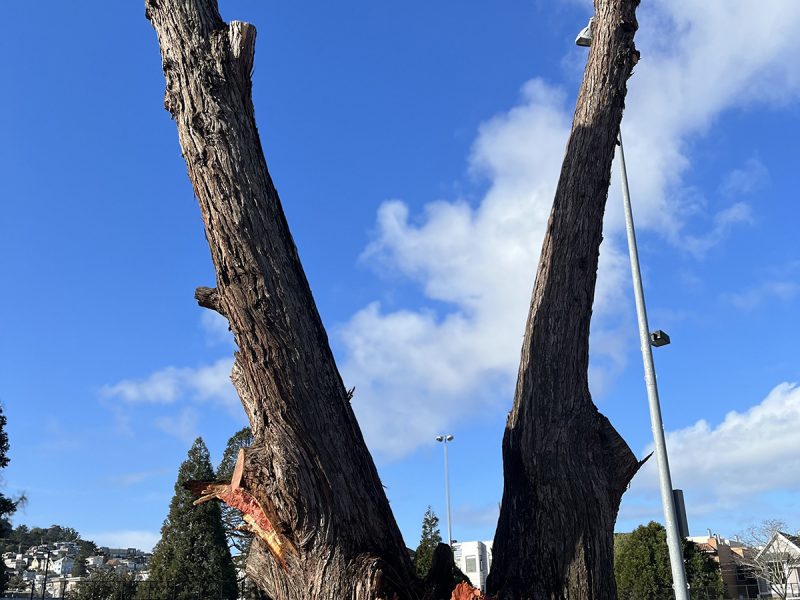 A tree trunk split down the middle and a blue sky and clouds behind it.
