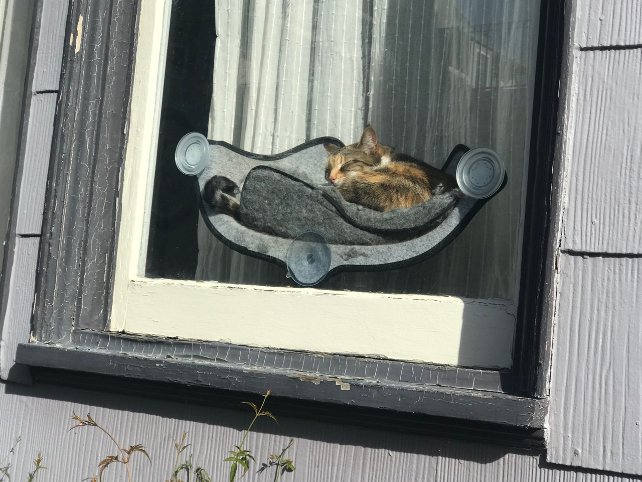 Looking through a window, a cat sitting on the sill in its bed.