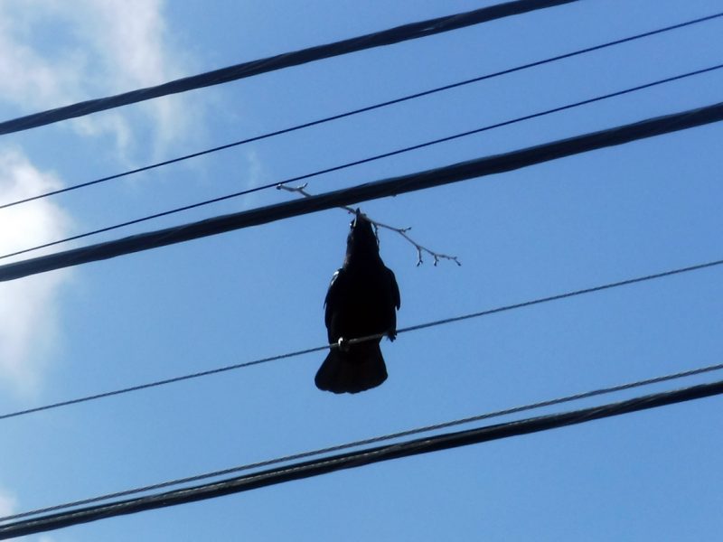 A black crow on a telephone wire with a long twig in his mouth. Against a blue sky with a few clouds.