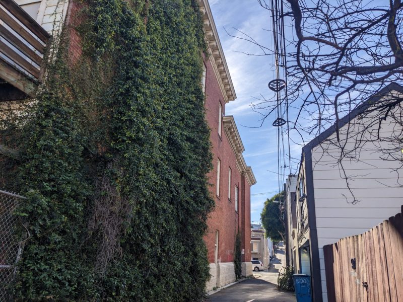 An alley with a huge green vine on the left side.
