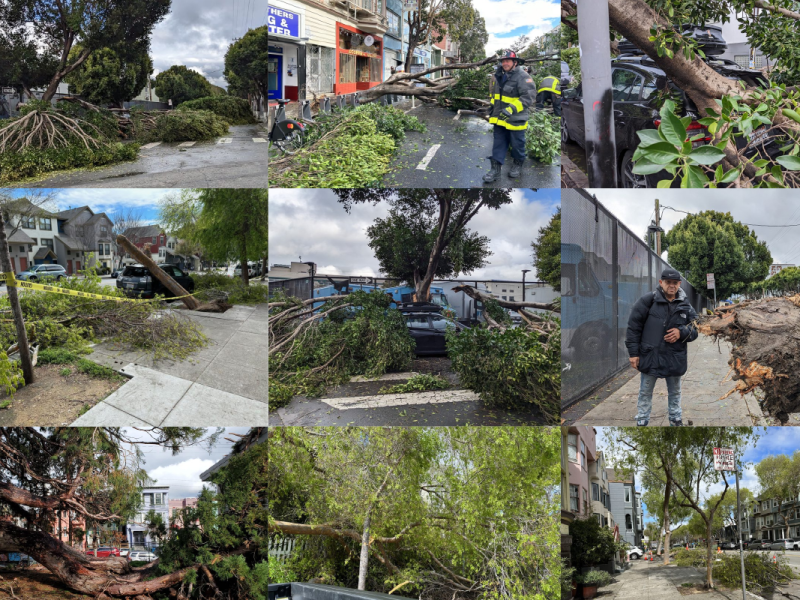 Assortment of fallen trees from across the Mission District.