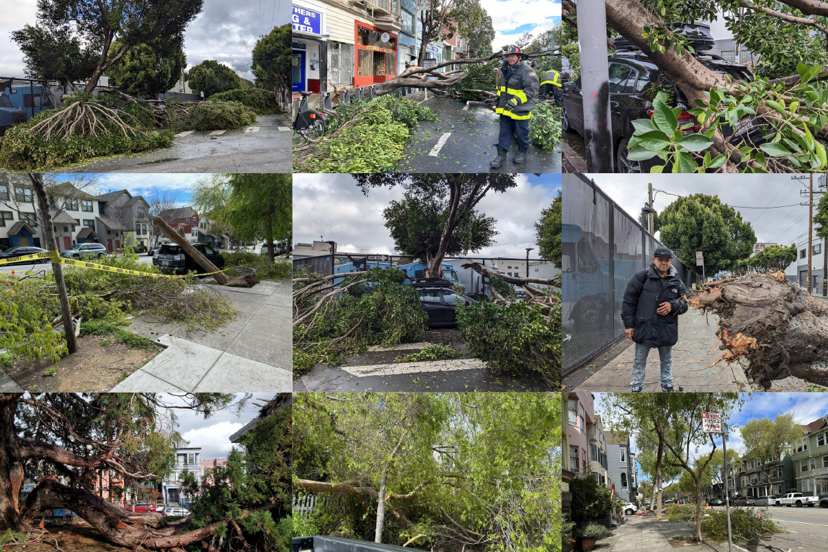 Assortment of fallen trees from across the Mission District.