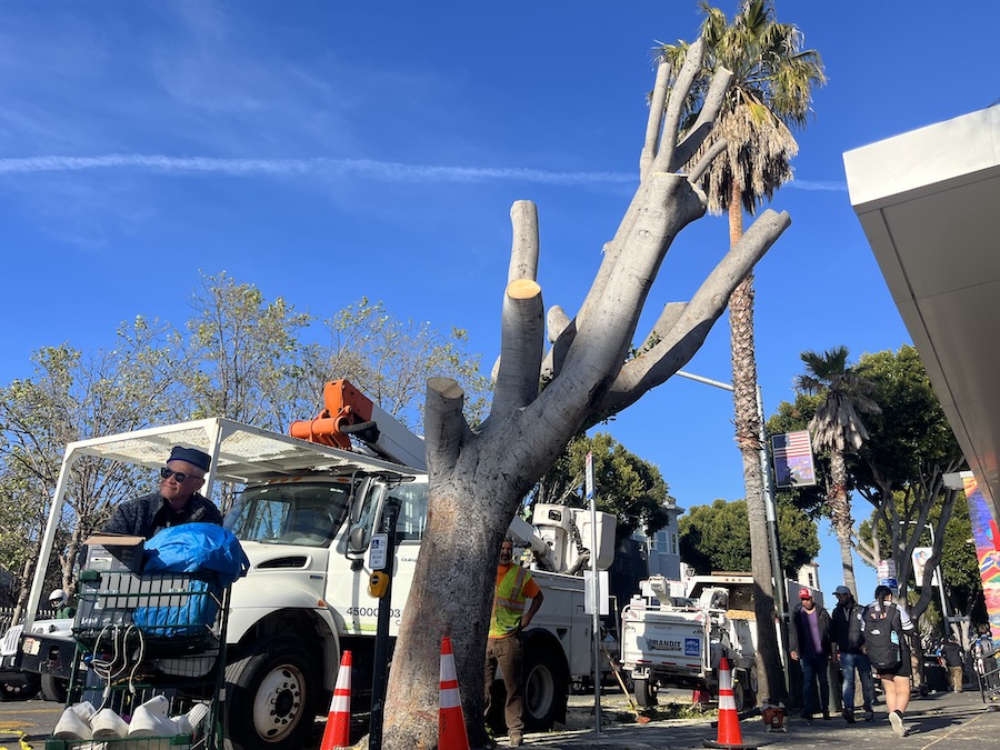 The ficus at 24th and Mission is coming down.