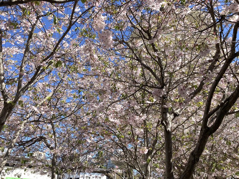 Multiple branches of cherry blossoms.