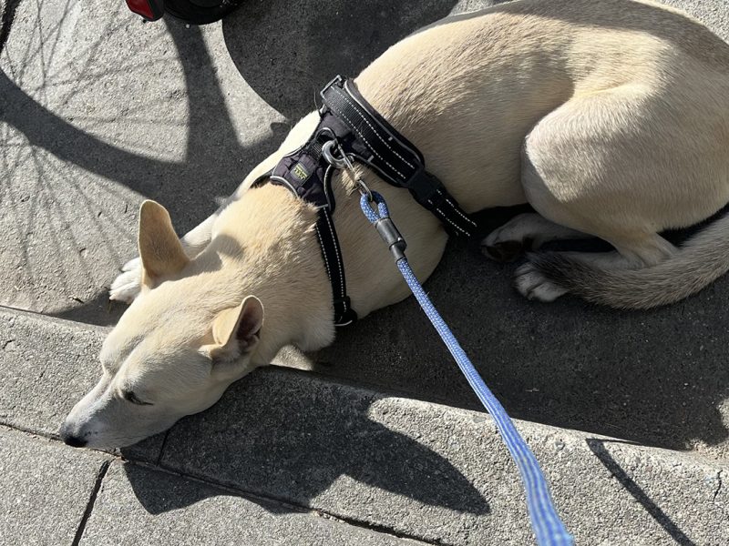 A beige dog on a leash at a curb.