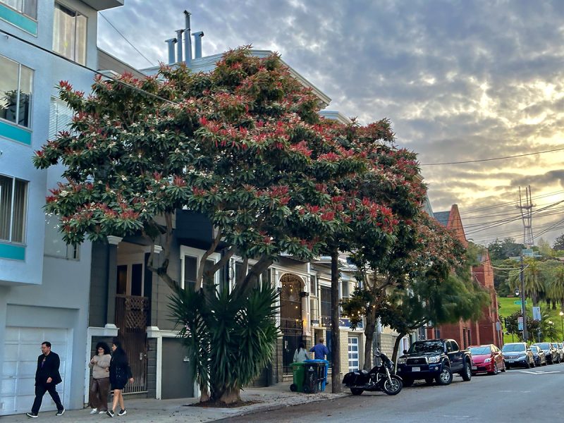 A residential street with a tree with pink blossoms.