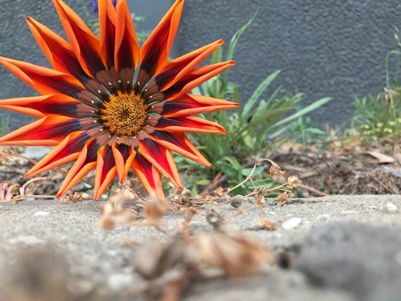 a bright orange flower